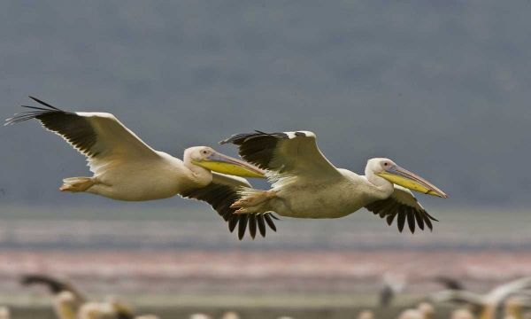 Kenya Pair of great white pelicans gliding
